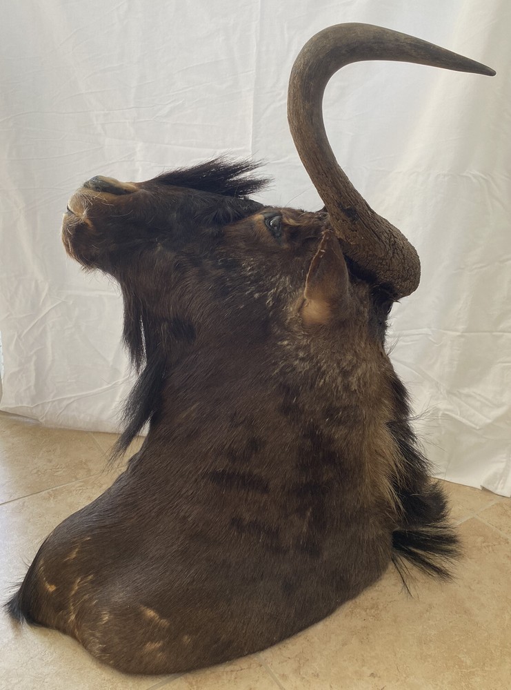 Black Wildebeest Taxidermy Mount