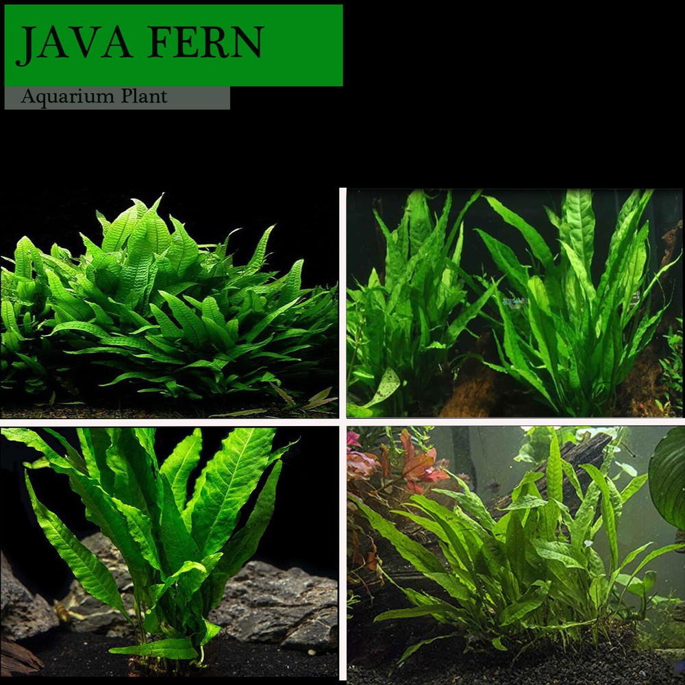 Java Fern (Rooted in Small Lava Rock)