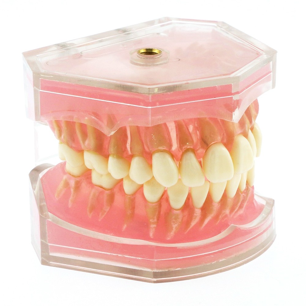Dental Typodont Removable Soft Gum Teeth Model M7008 + Simulation Cheek