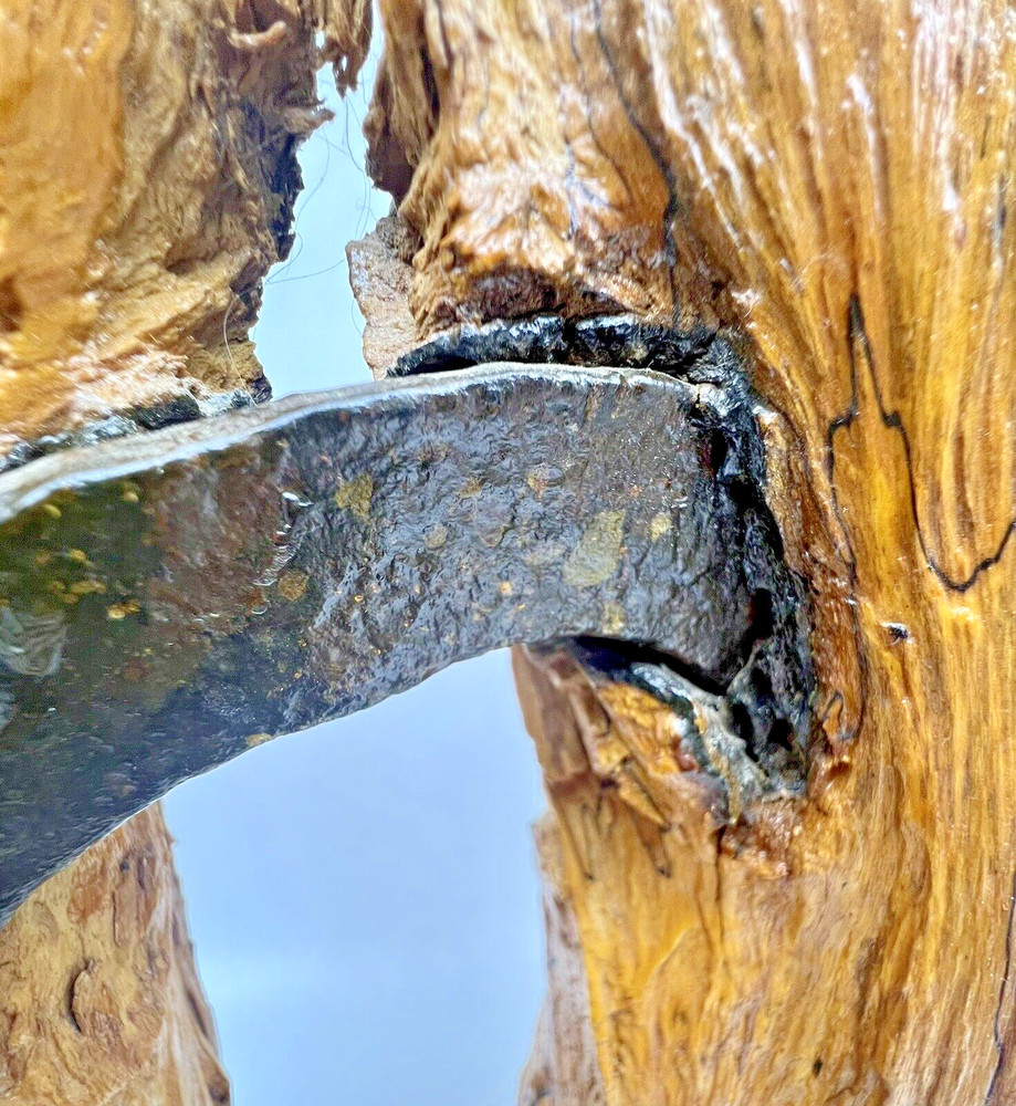 Old Horseshoe Embedded in a Tree 11" X 10" Primitive