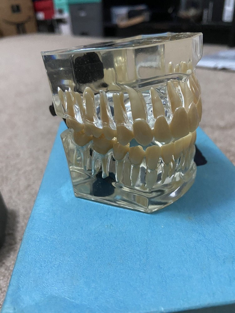 Vintage 2005 Viade 2072 Typodont Teeth