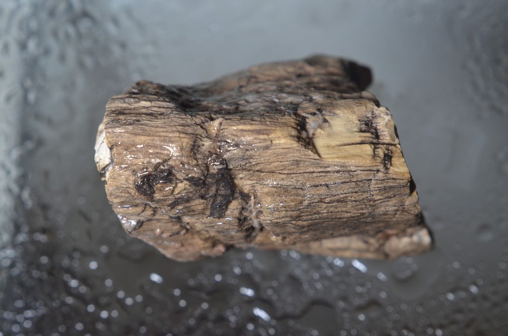 Utah Petrified Wood