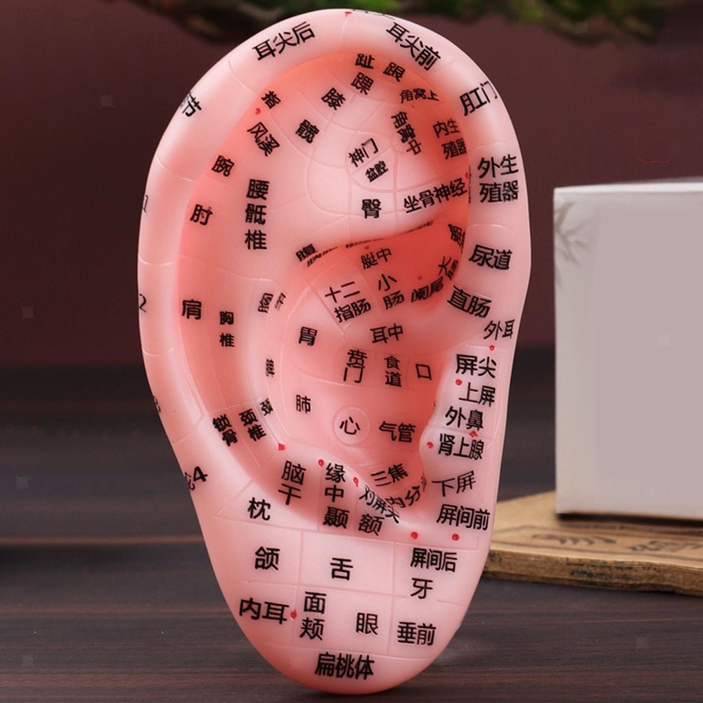Ear Model Teaching Aid for Massaging Acupoint Practice Learning