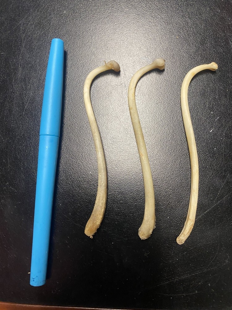 COON DICK for 1 Raccoon Baculum REAL Authentic Tooth Pick /Moonshine