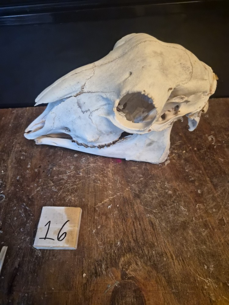 Sheep Skull
