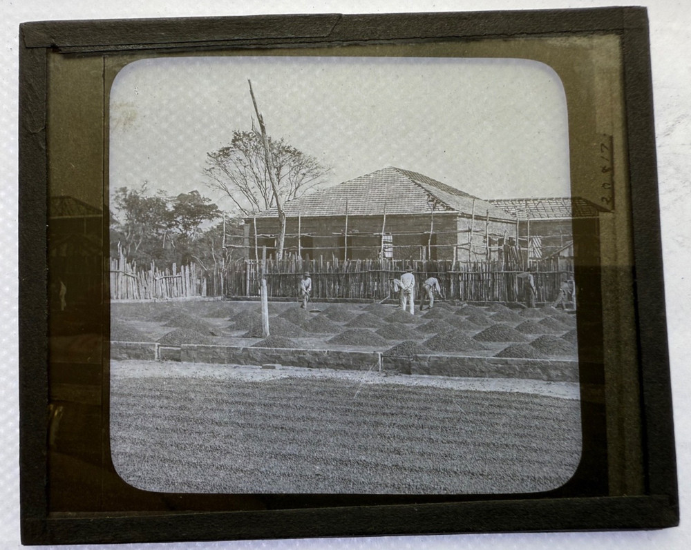 KEYSTONE MAGIC LANTERN SLIDE 310 DRYING COFFEE BRAZIL 1920s