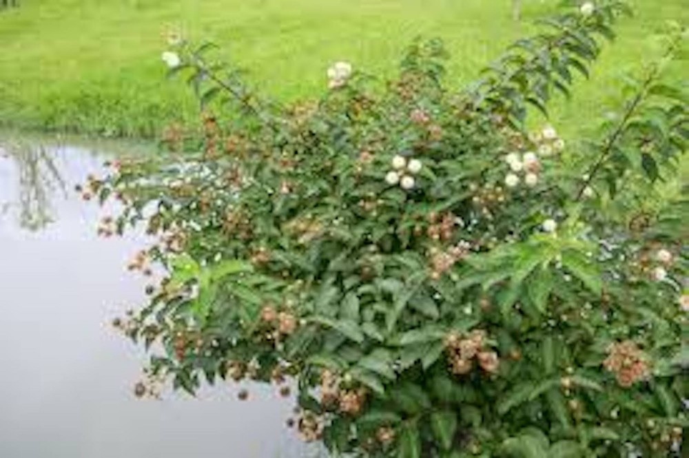 3 Buttonbush Plant 12-24" Tall Bare Root Shrub Cephalanthus occidentalis