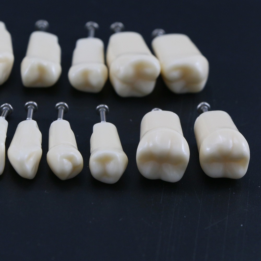 US 28/32Pcs Removeable Teeth Fits Kilgore NISSIN 200/500 Type For Teaching Study