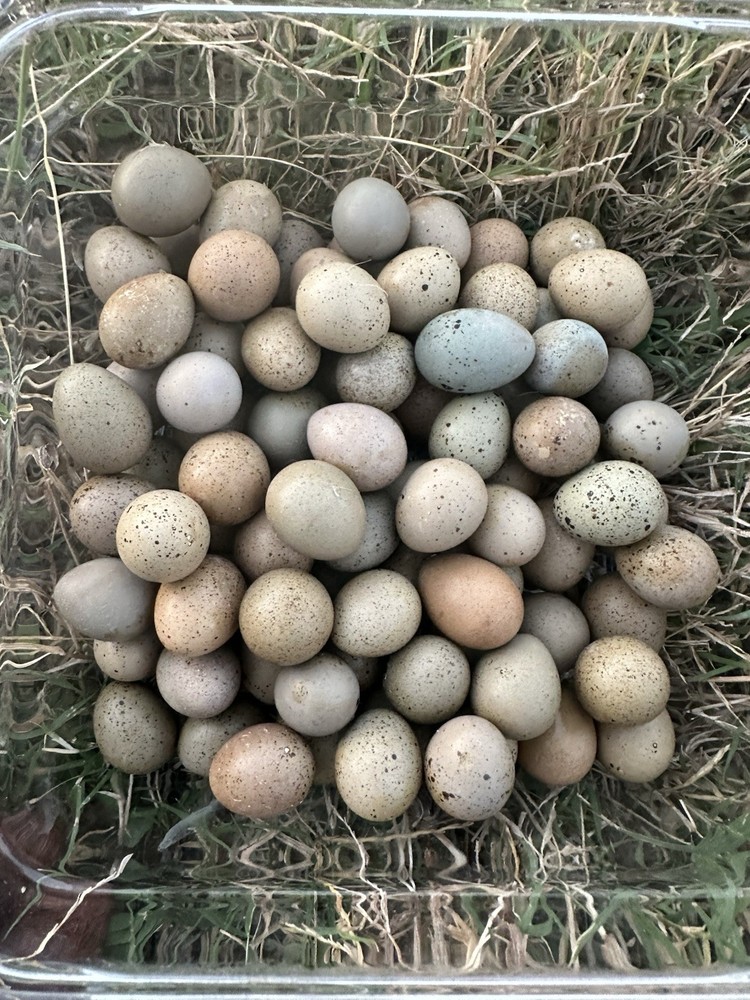 12+ Button Quail Hatching Eggs -Assorted Colors