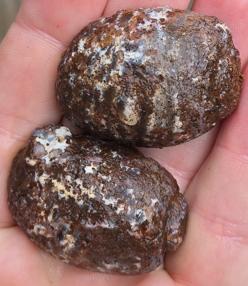 Oco Agate Geode Cut In Half - Rough, Natural, Not Polished Lapidary