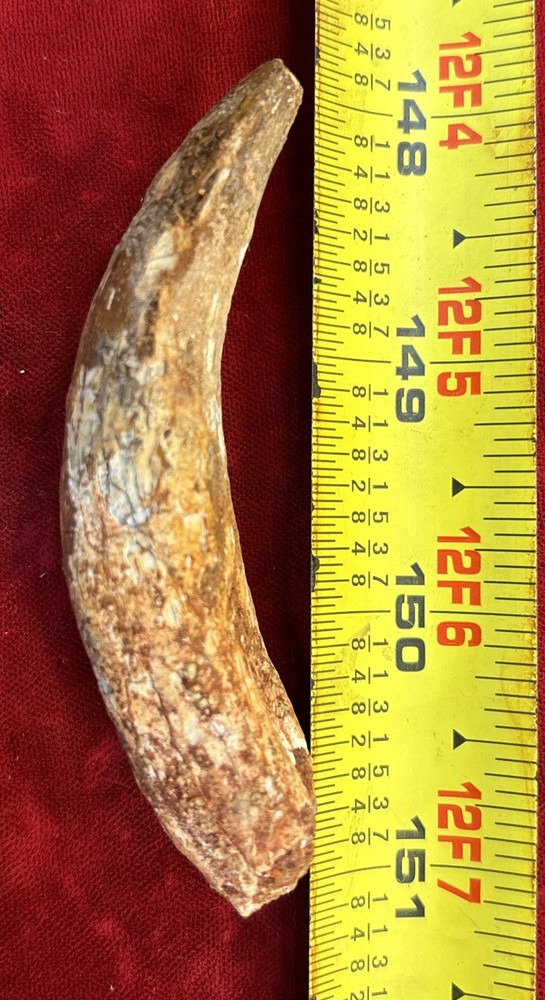 3 1/8 inch spinosaurus tooth