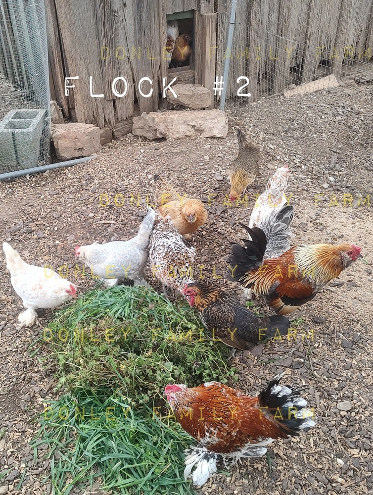 12 Bantam Assorted D'uccle & Easter Egger "Fun Pen" Hatching Eggs