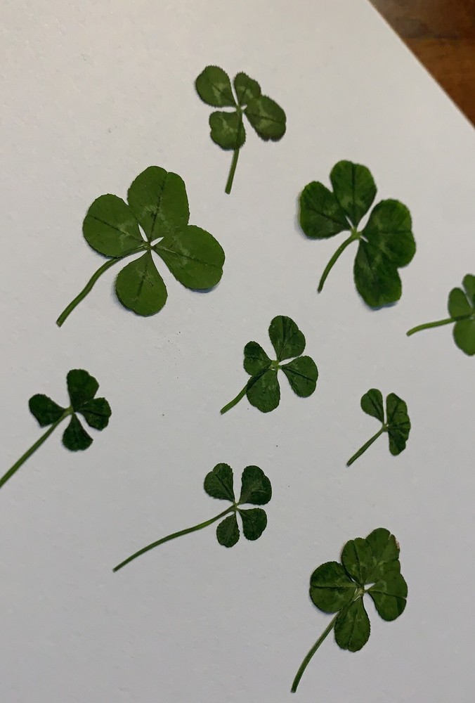 Real 4 Leaf Clover Book Mark Laminated Lucky Clover *