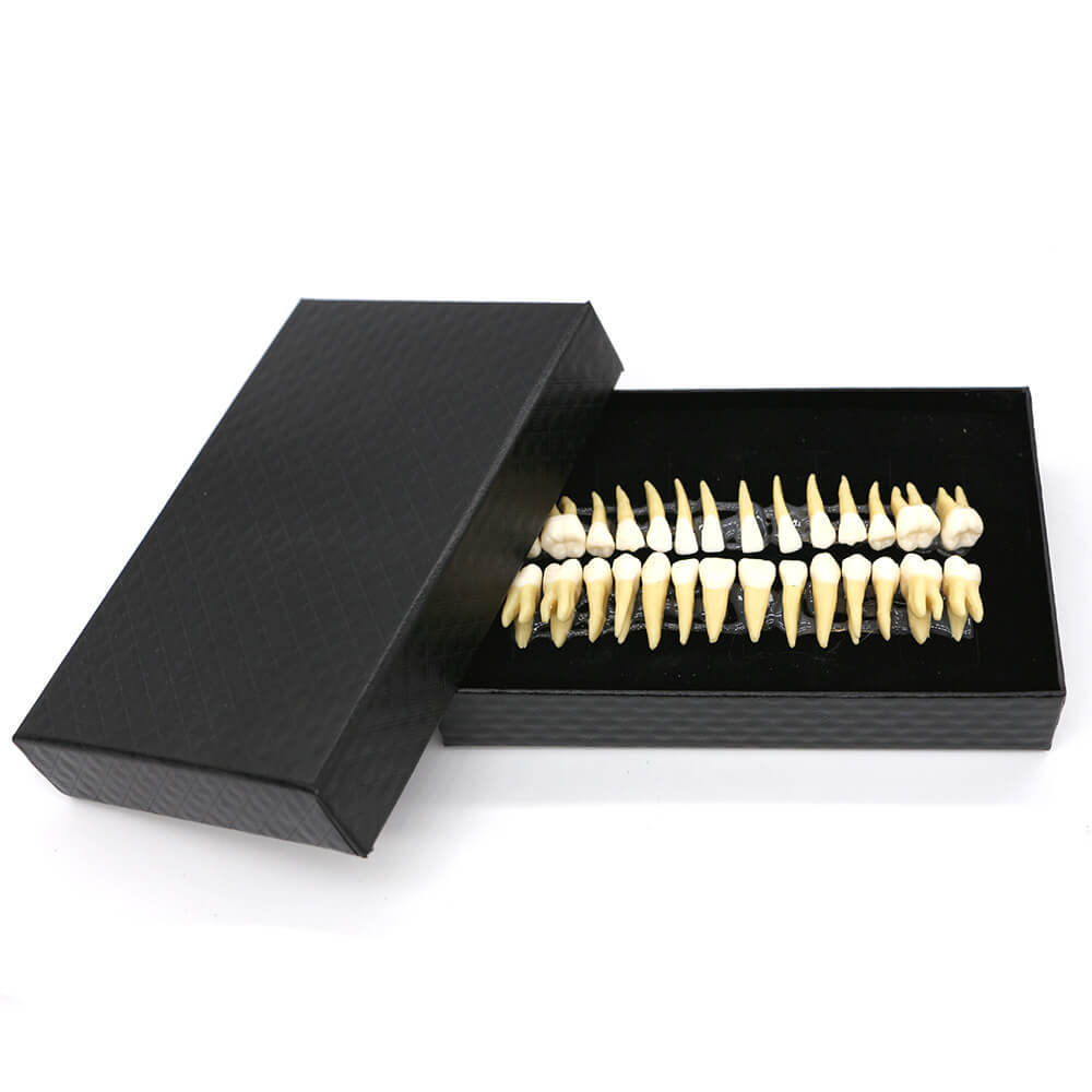 1:1 Dental Demonstration Model with 28 Permanent Teeth for Study Practice #7008