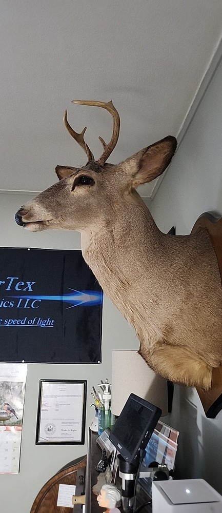5 Point Deer Head Wall Mount