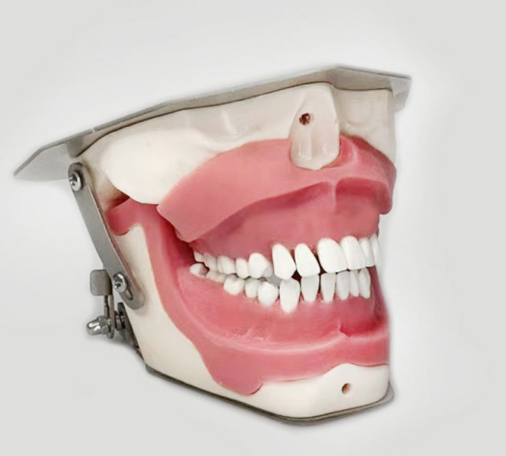 Dental Anesthesia Tooth Extraction/Removal Practice Model Dentist Training