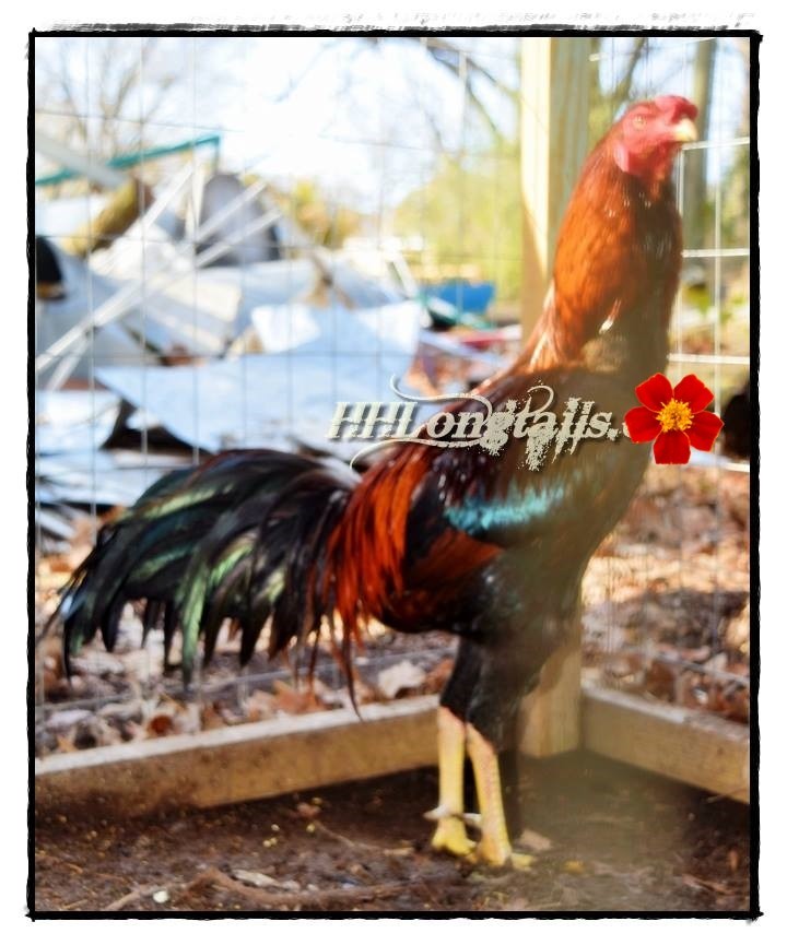 6 ASSORTED longtail Chicken hatching eggs L@@K!