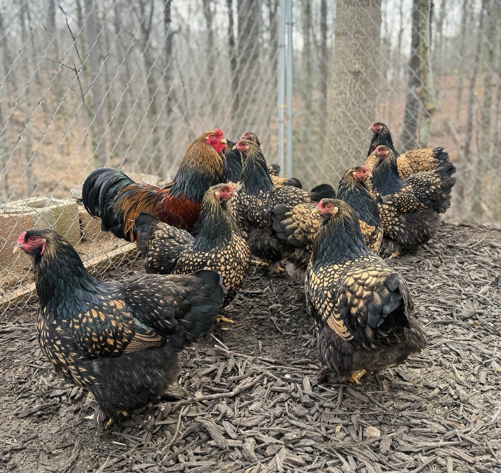 12++ Assorted RARE Color Brahma Hatching Eggs