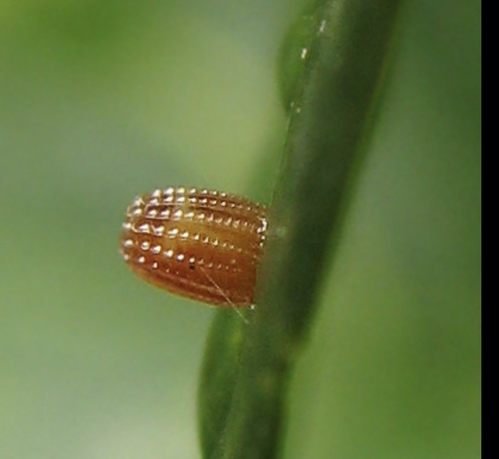 Gulf Fritillary Eggs, Gulf Fritillary