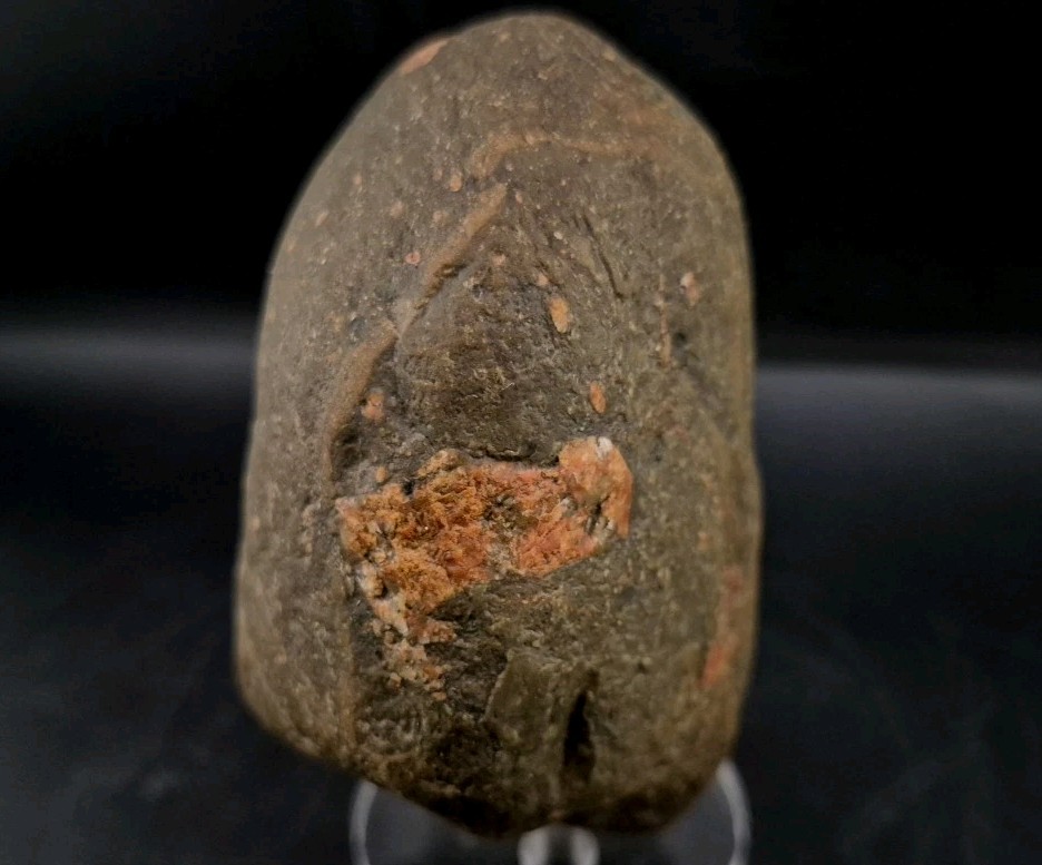 Real Permineralized Dinosaur Half Egg Embro