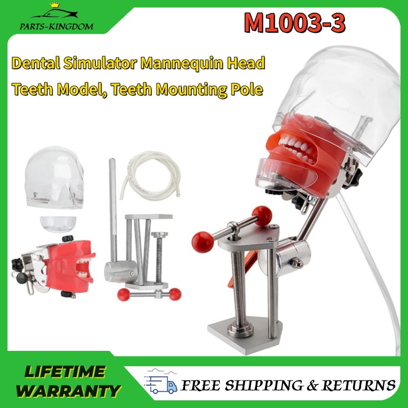 New Dental Simulator Mannequin Head Teeth Model Teaching Practicing Head Model