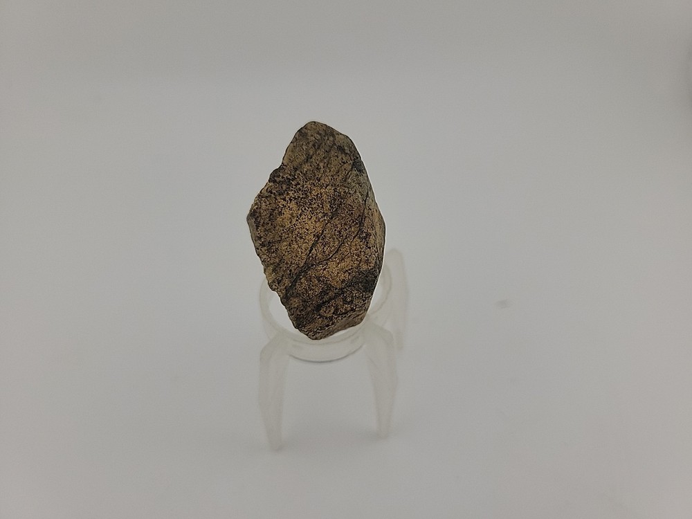 Triceratops Fossil Tooh Permineralized