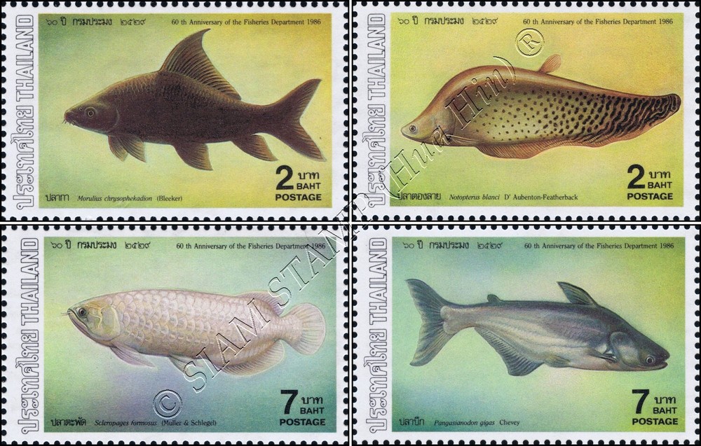 Fishes (IV) (MNH)