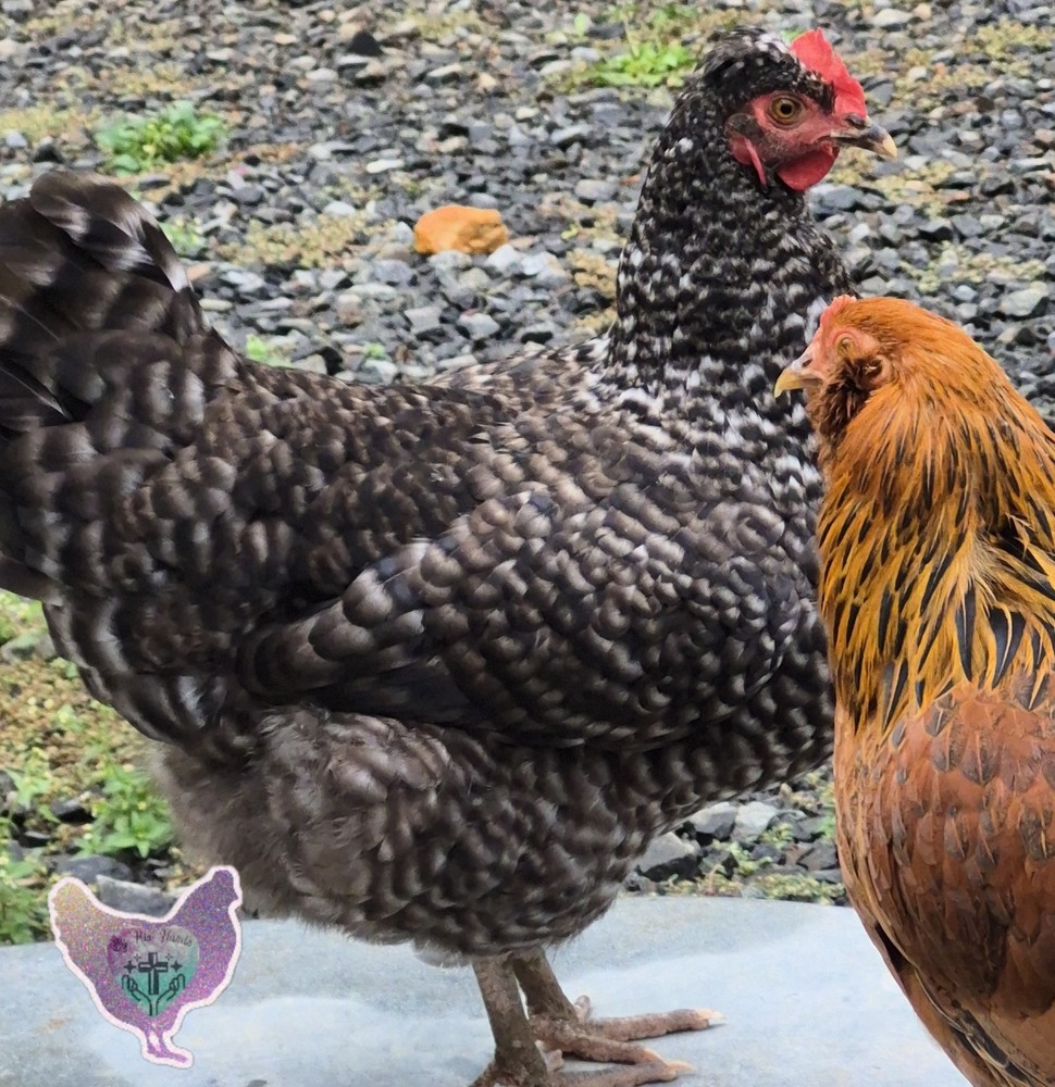 🐥🐣10+2 PICK YOUR COLOR Barnyard Mix🐣🐥