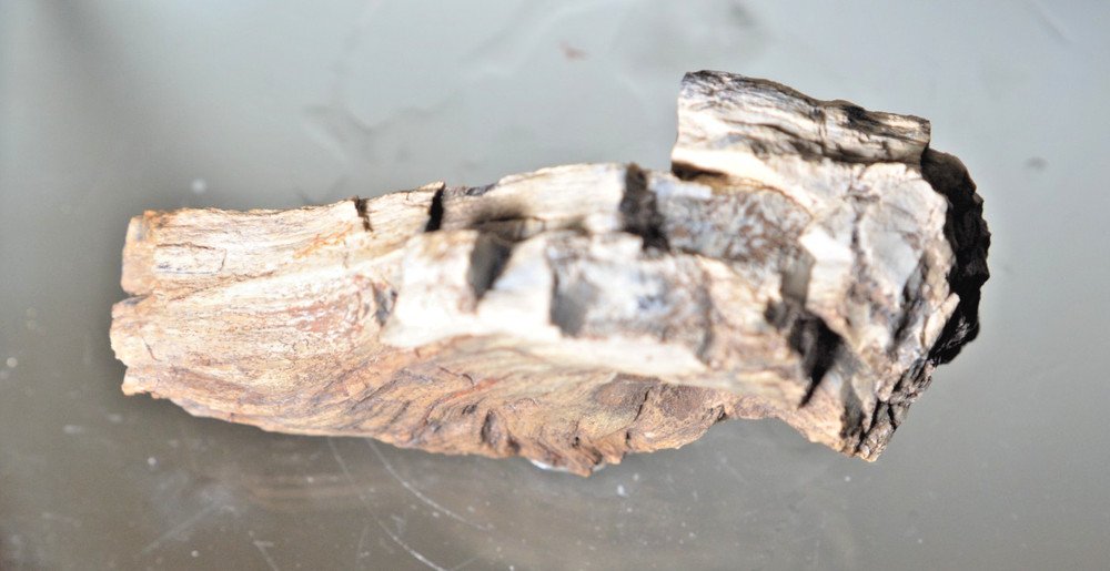 Utah Petrified Wood