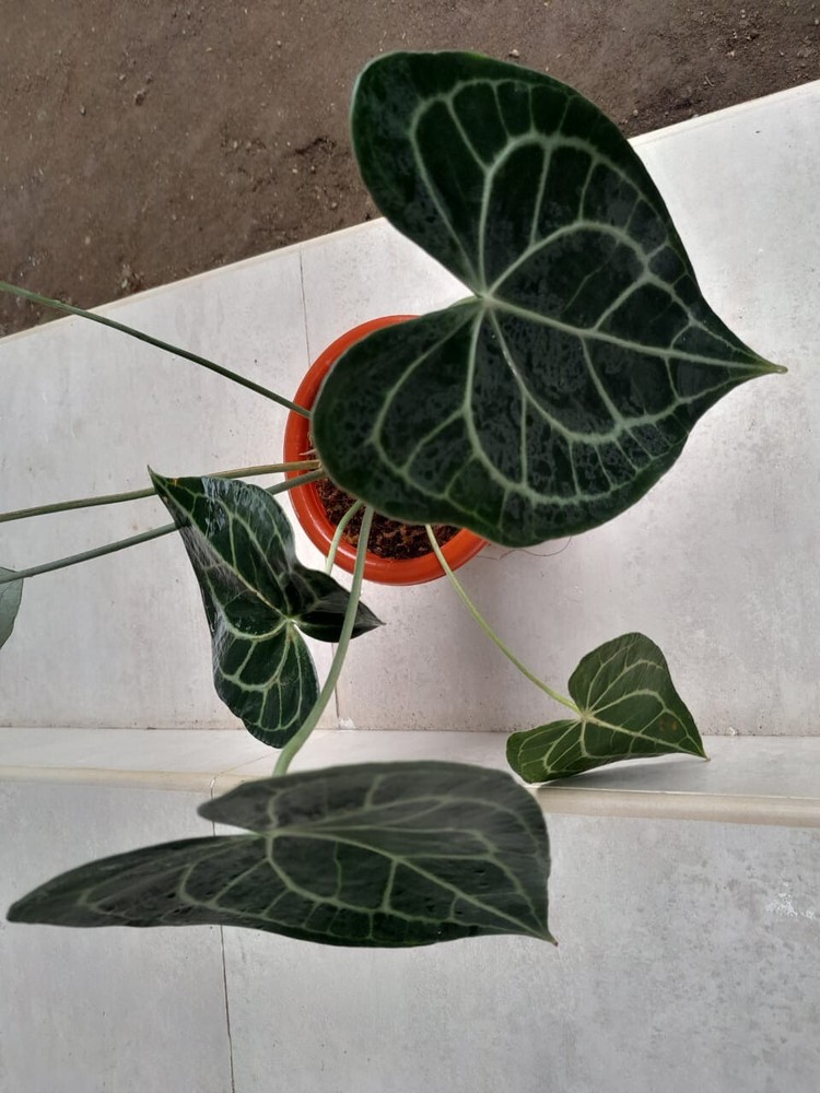 Anthurium Clarinervium