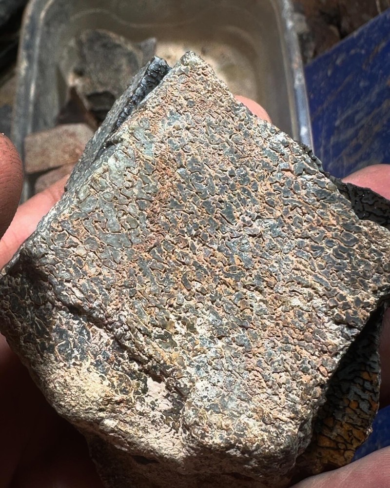 Dinosaur bone rough **hxtled wash split.