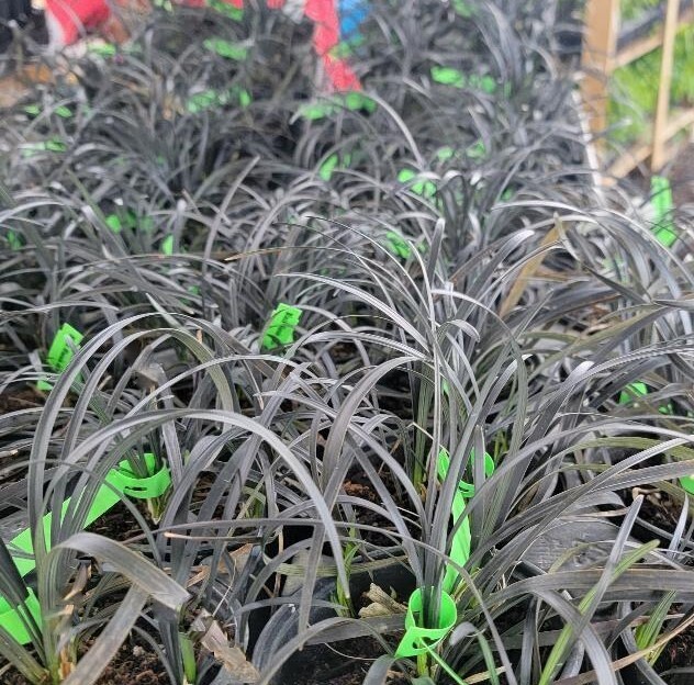 Black Mondo Grass - Live Plant- ( 1 QT )