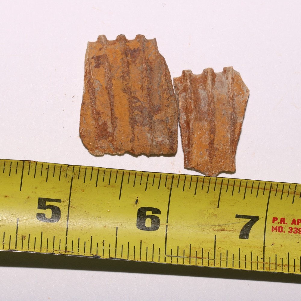 Edmonotsaurus Jaw sections (2 jaws) Cretaceous Hell Creek Formation - Nice Piece