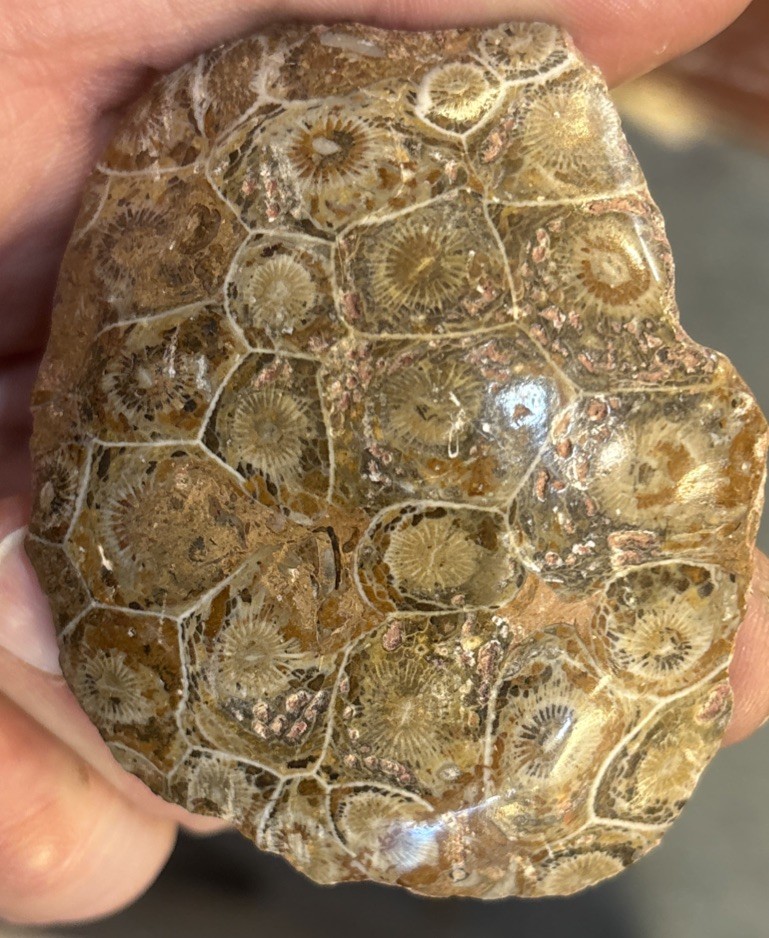 Petrified Coral End Polished