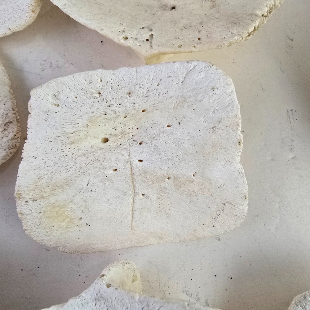 Gator Alligator Back Scute bone bones Bony scutes croc weird Osteoderms white