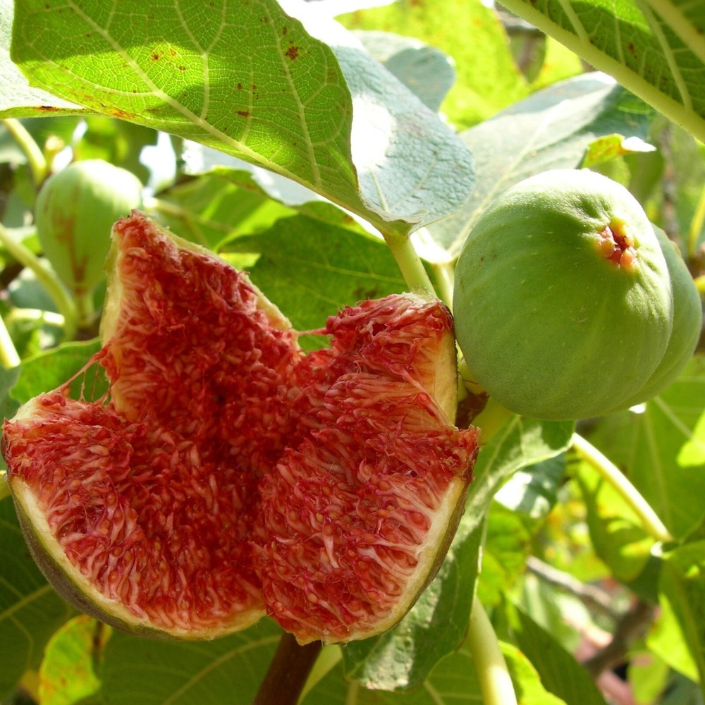Fig Tree. Set of 4 starter plants.