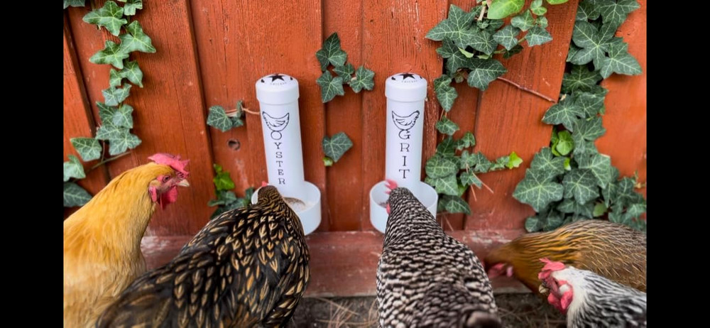 Chicken Oyster Shell Feeder and Grit Feeder Combo