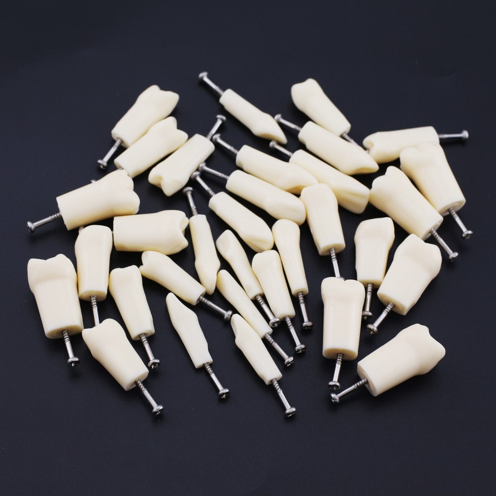 Kilgore Nissin 200 Type Dental Typodont 32PCS Teeth Replacement Training Model
