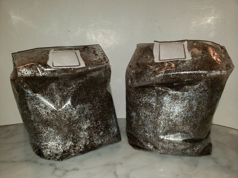 Pasteurized mushroom super substrate 2x3LBs,field capacity ready for your spawn