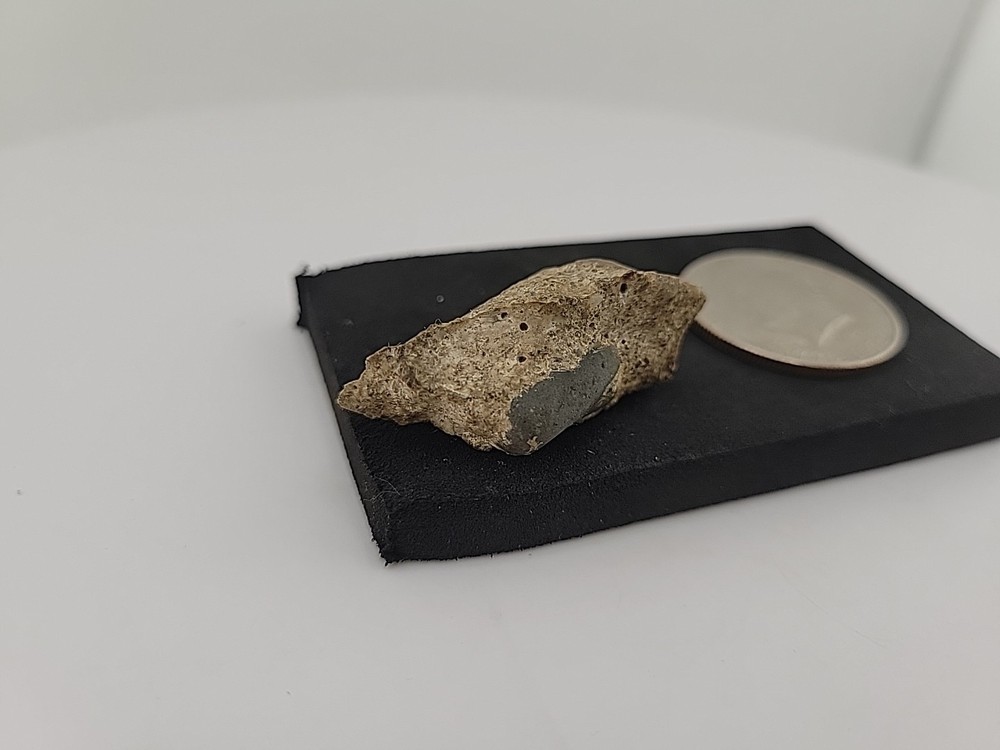 Fossilized Raptor Talon Dinosur Permineralized Fossil