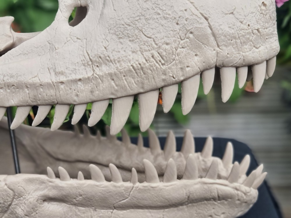 Utahraptor Life-size Dinosaur Replica Skull