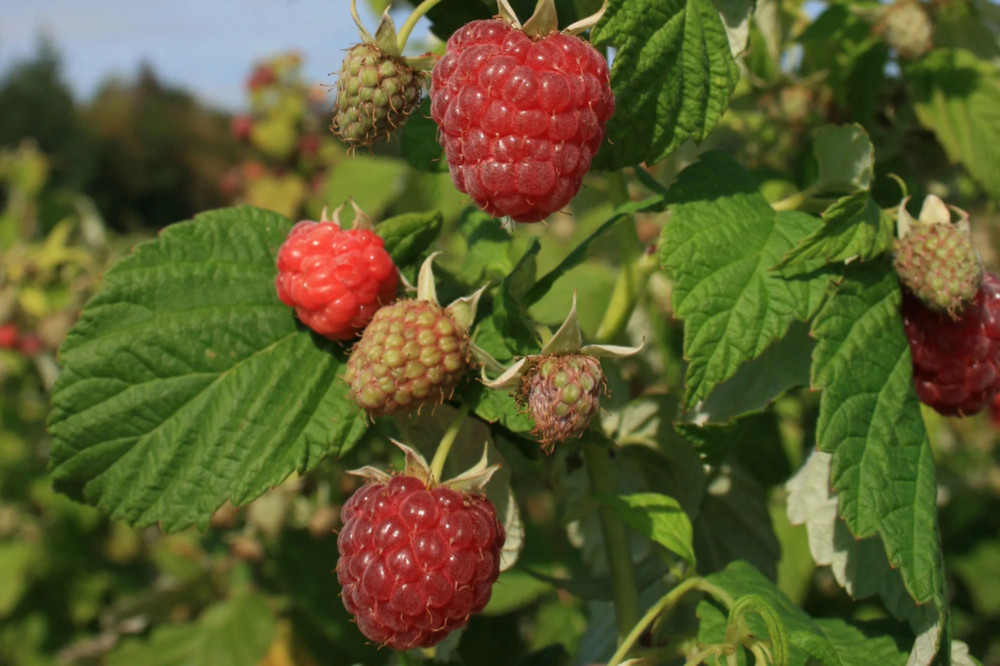 3 Caroline Raspberry Bush - Rubus idaeus - Starter Plug