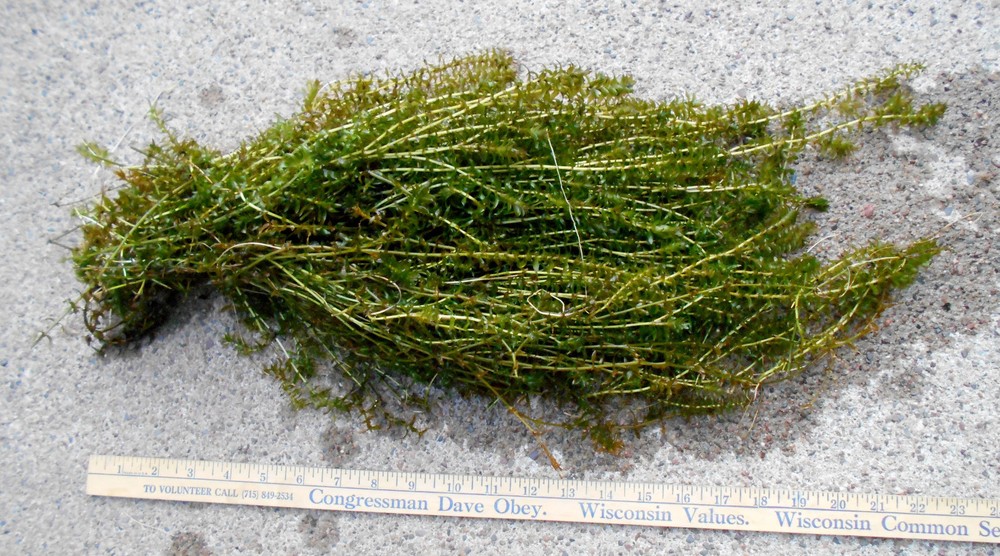 100+ STEMS ELODEA ANACHARIS WATER PLANTS 1+ POUND AQUERIUM CRAYFISH TURTLE KOI