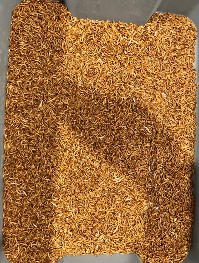 Live Mealworms Large 250 Count