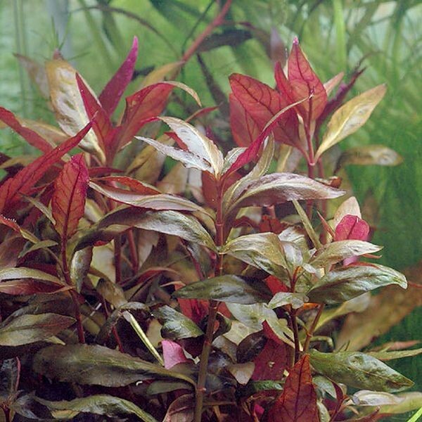 48 bunch plants, over 150 stems