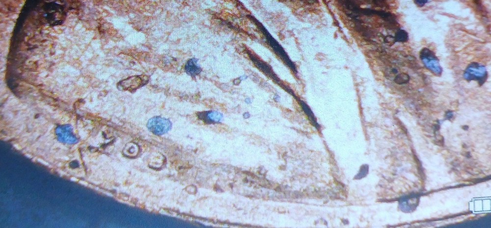 2023 Lincoln Cent Extra V Error Coin