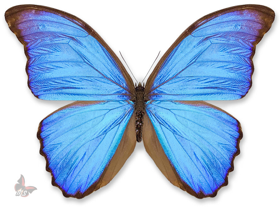 Morpho didius-perfect A1 , UNMOUNTED butterfly