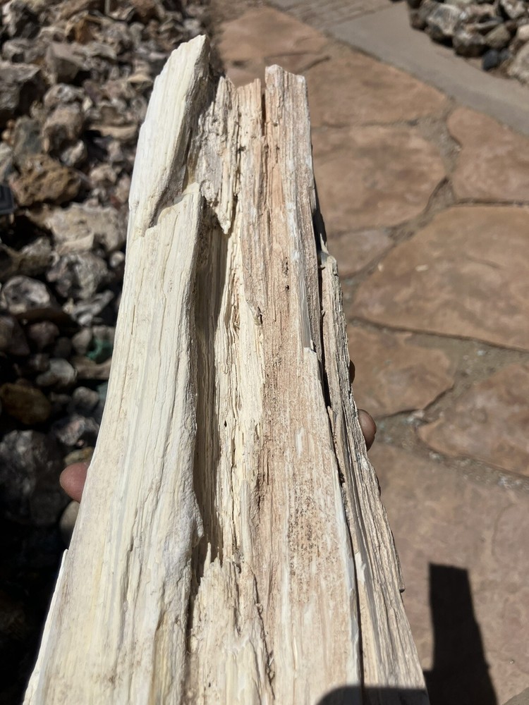 Opalized Petrified Wood Specimen (NM)