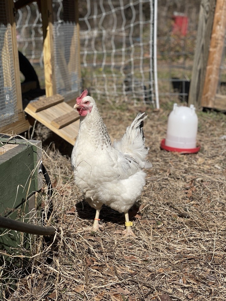 Delaware Chicken Hatching Eggs NPIP tested 12+ 2