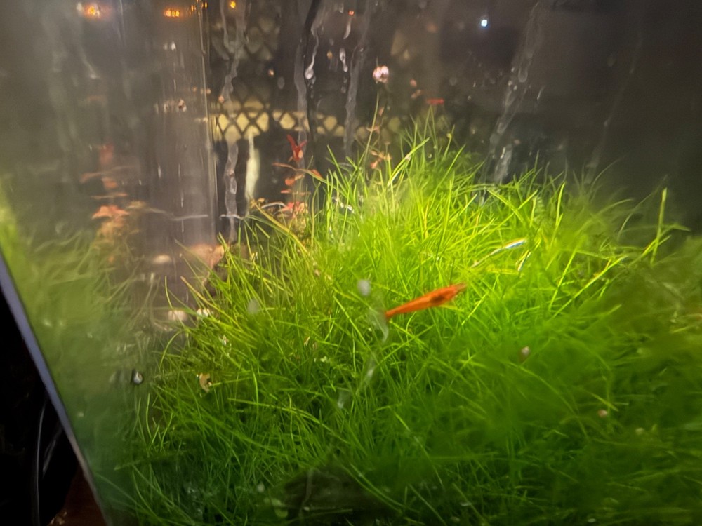 dearf hairgrass